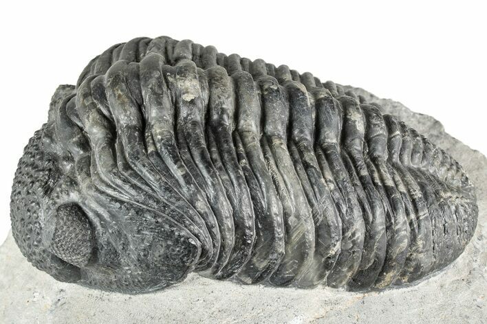 Phacopid (Drotops) Trilobite - Mrakib, Morocco #357346